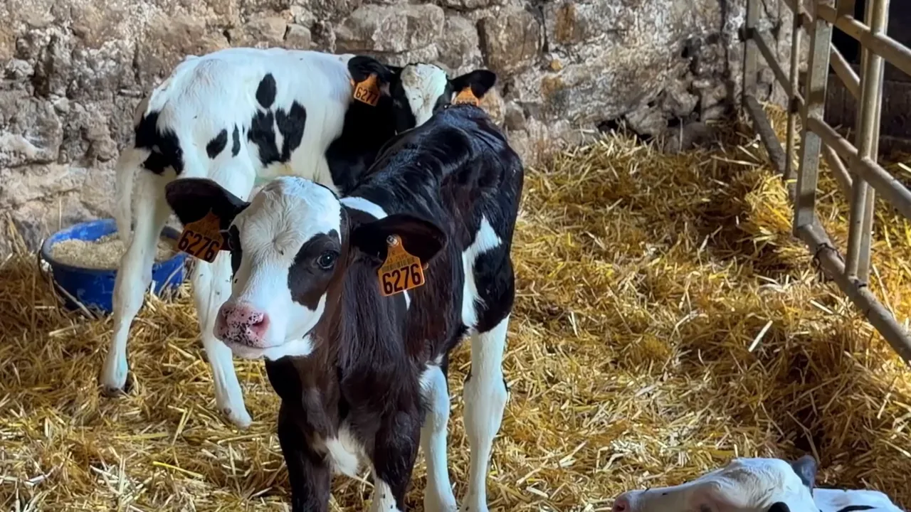 Veaux dans la paille d'une ferme laitière partenaire en Auvergne, d'où vient le lait de la whey Nutriforce