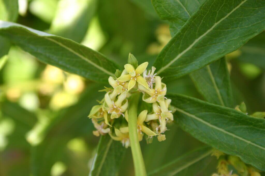 Agrestis Nutriforce fadogia plant