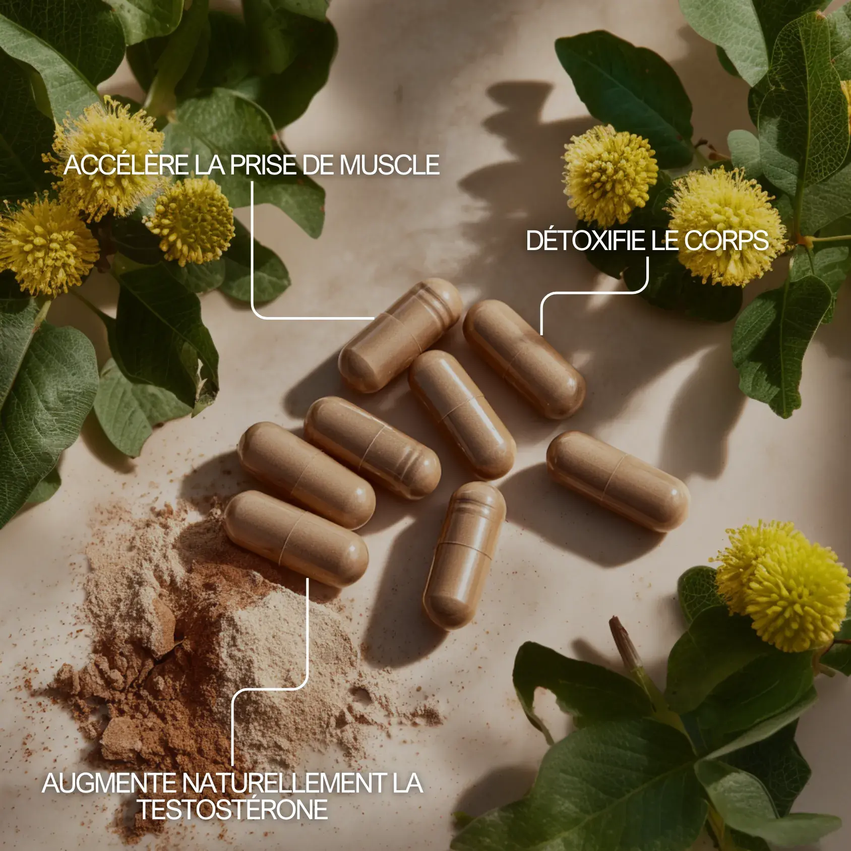 Spilanthes acmella pour retirer les toxines du corps, augmenter la testostérone, accélérer la prise de muscle