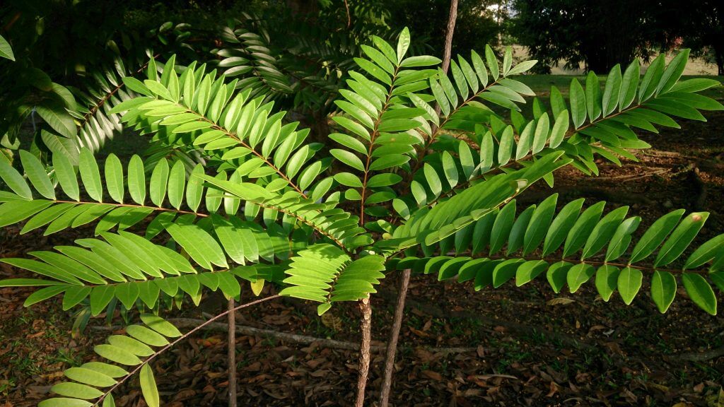 pianta di tongkat ali, eurycoma longifolia