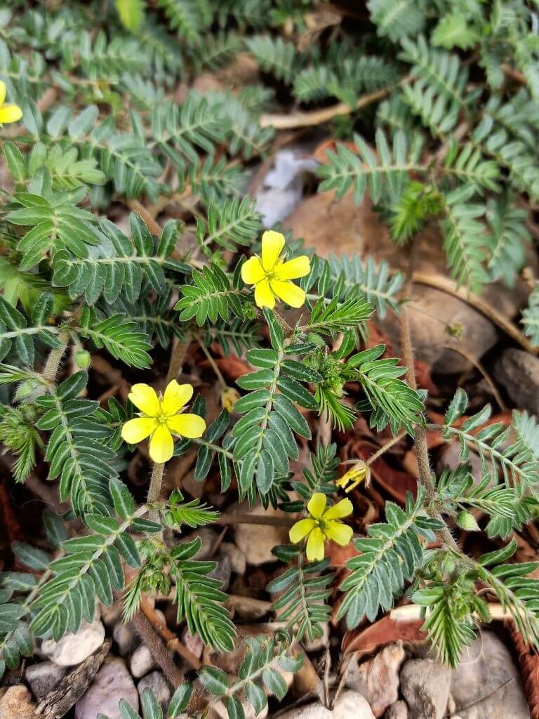 tribulus terrestris et tongkat ali