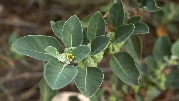 photo d'une plante d'ashwagandha, un nootropique et adapatogène puissant