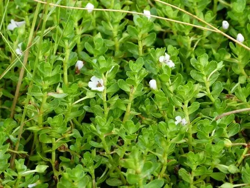 Bacopa Monnieri, cognition, IQ performance and memory. intelligence