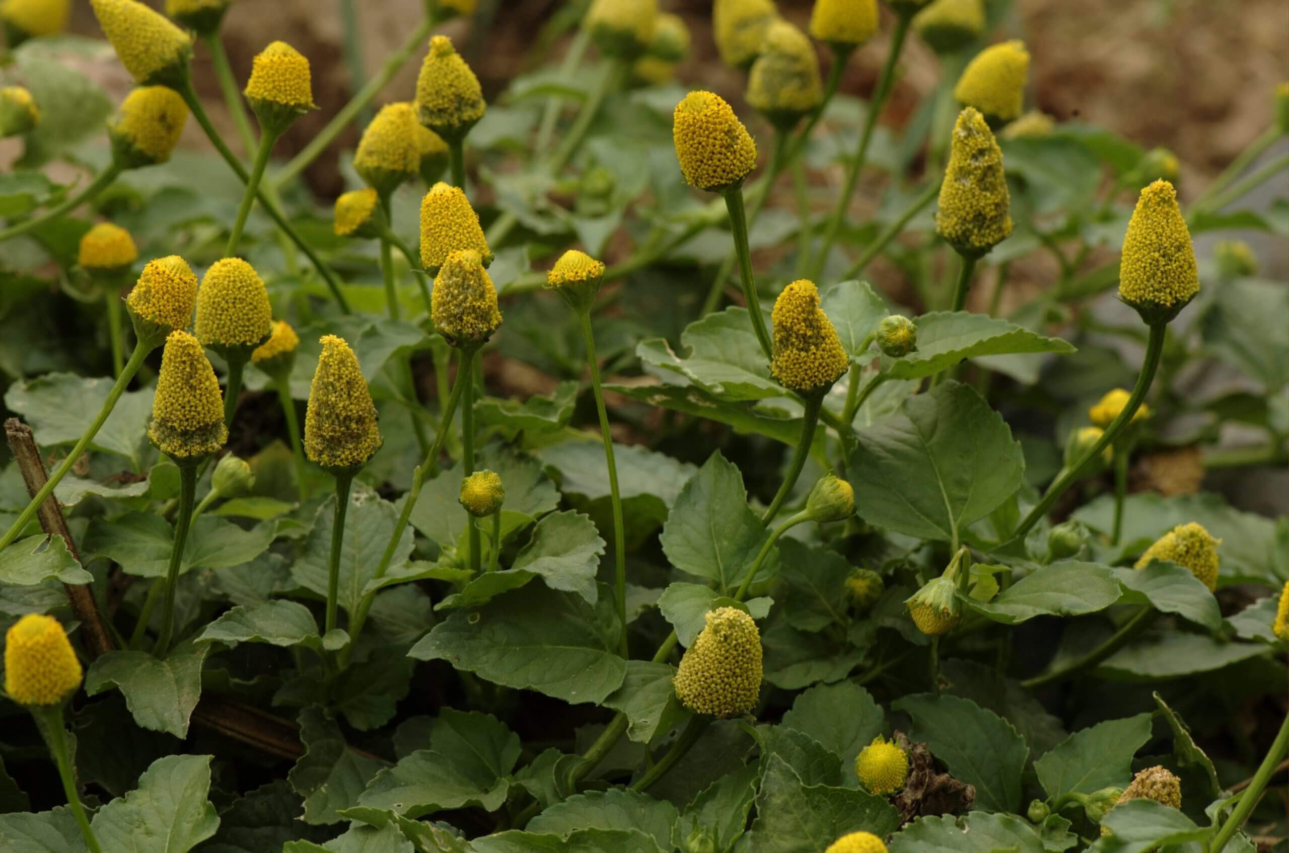 Spilanthes acmella plante booster de testostérone en poudre et en capsules ou gélules