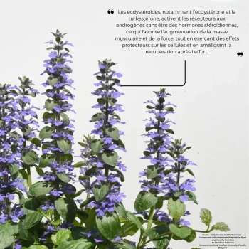 études clinique réalisées par nutriforce pour l'efficacité de la turkestérone