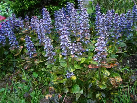 ajuga turkestanica poudre capsules acherter pas cher france