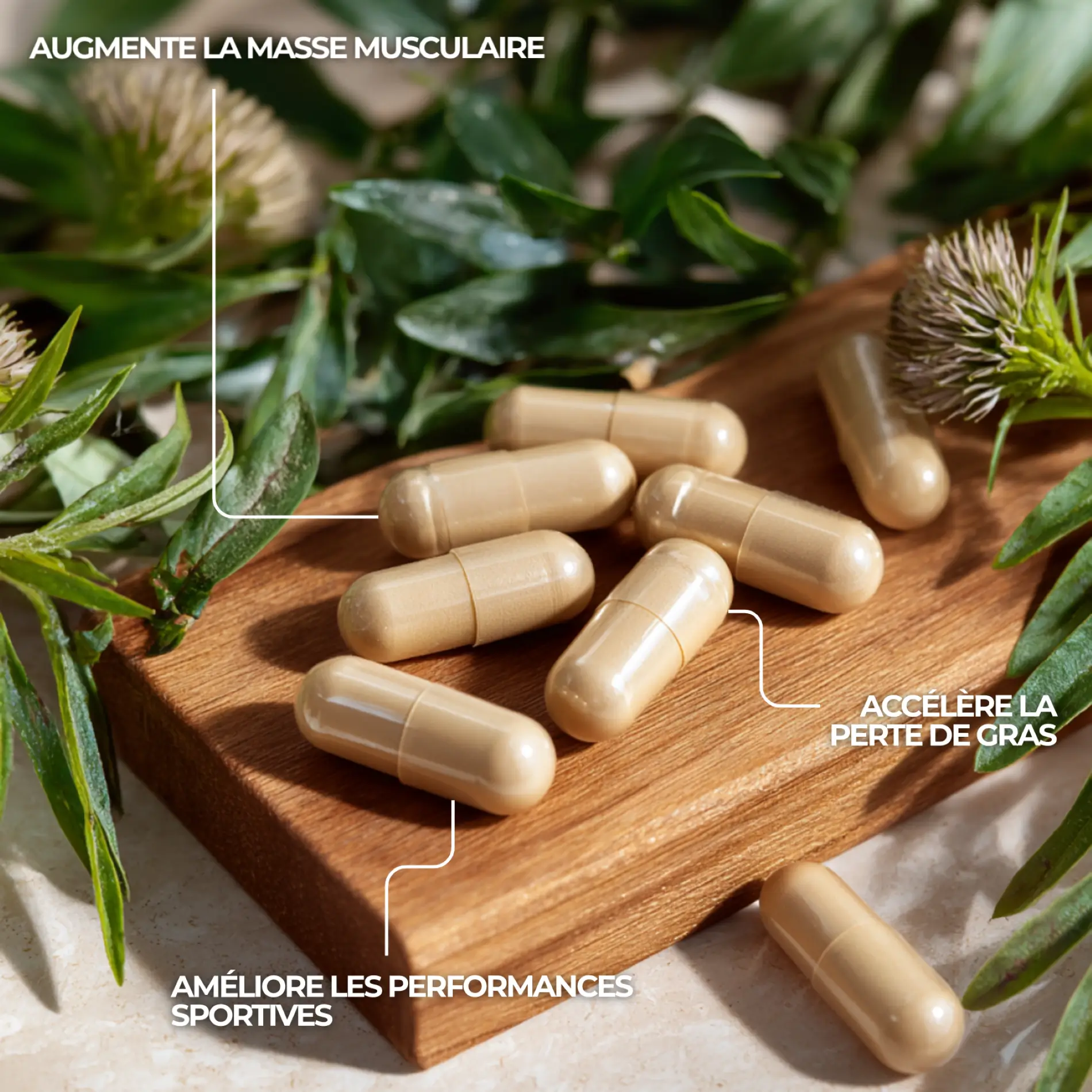 dangers de l'ecdystérone de rhaponticum carthamoides inexistants pour la musculation