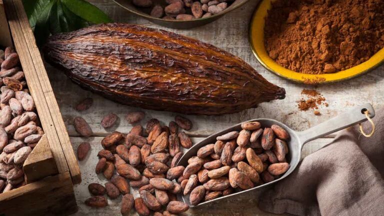 Tout savoir sur les bienfaits de l’épicatéchine pour la musculation et la santé globale