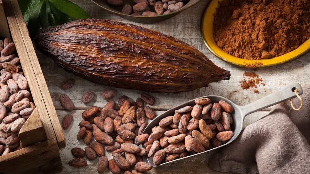 cacao epicatechines complément alimentaire poudre ou capsules et gélules