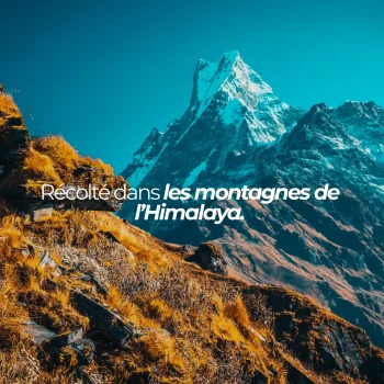 résine récoltée a + de 3000m d'altitude
