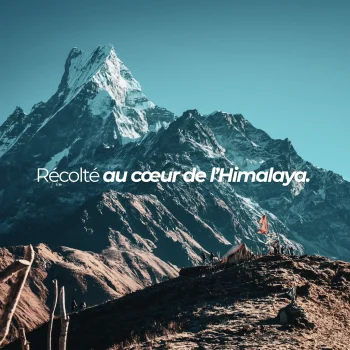 récolté dans les montagnes de l'himalaya