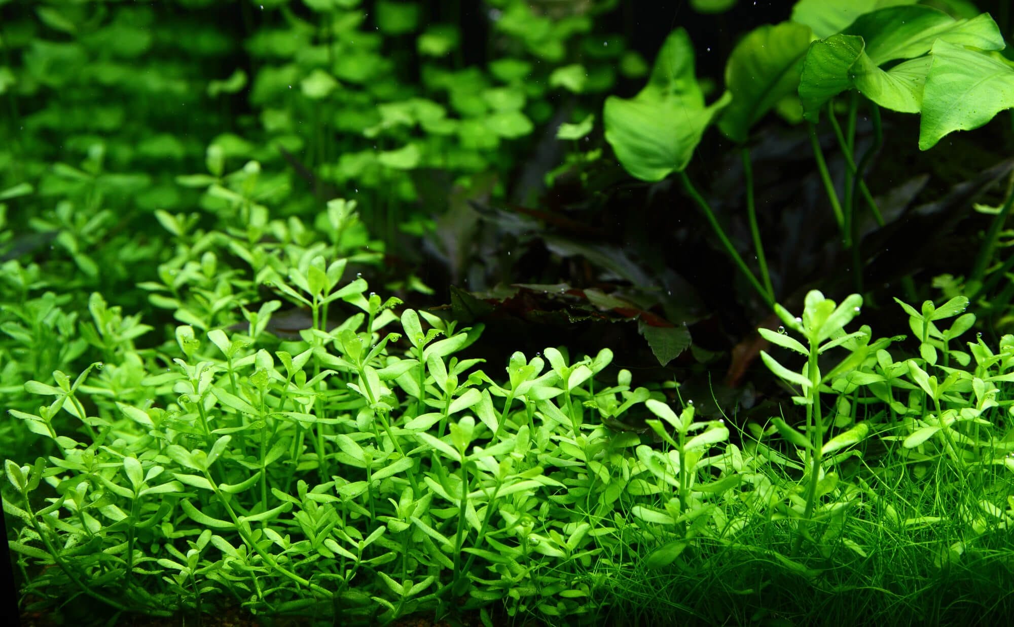 Photo de Bacopa Monnieri qui est un nootropique avec beaucoup de bienfaits sur la mémoire, la concentration et la productivité. La photo permet d'illustrer qu'il n'y a pas de dangers ni d'effets secondaires