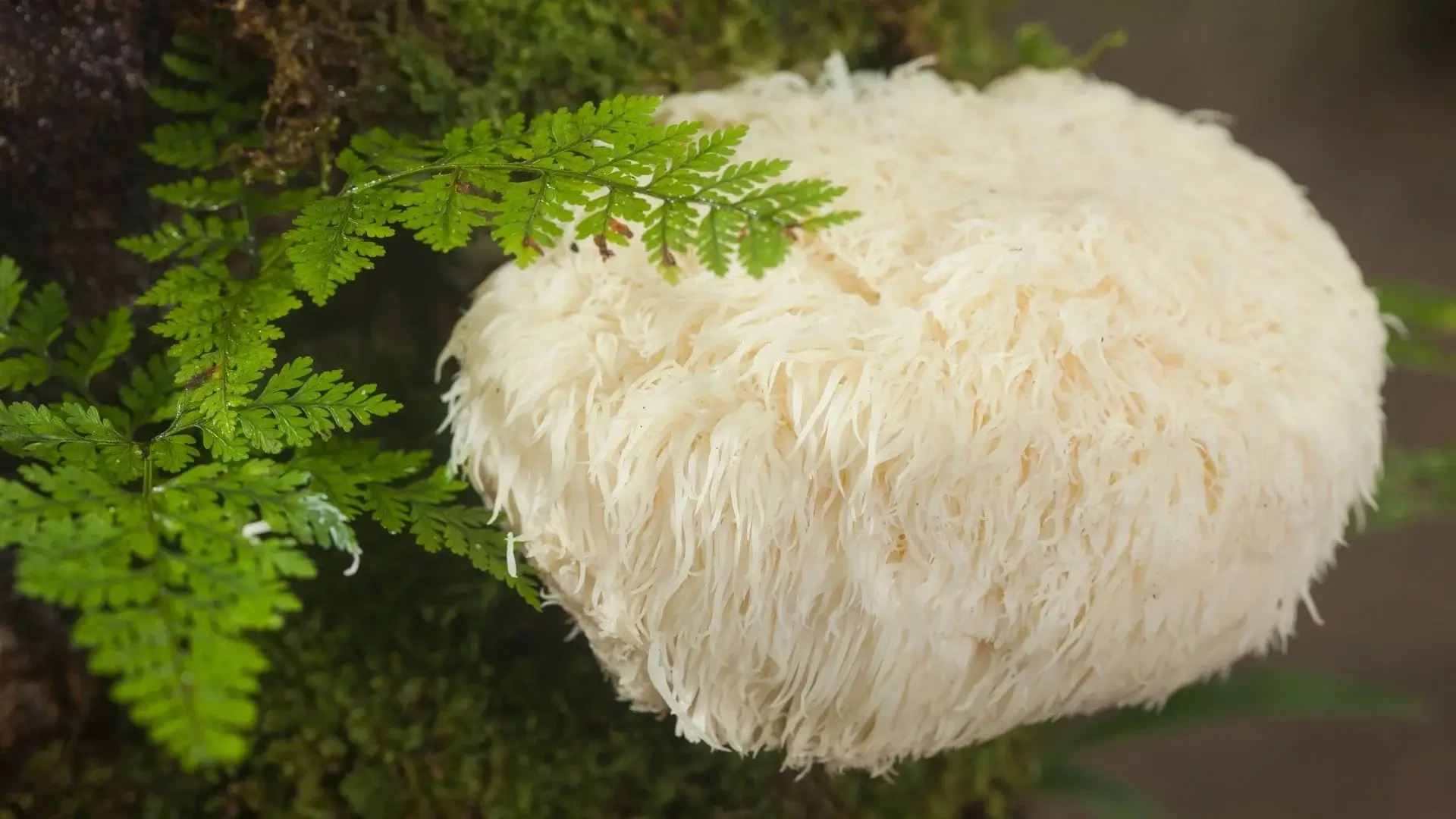 Photo d'un champignon de Lion's Mane pour illustrer l'article sur ce nootropique. On peut y voir les bienfaits et les dangers du Lion's Mane