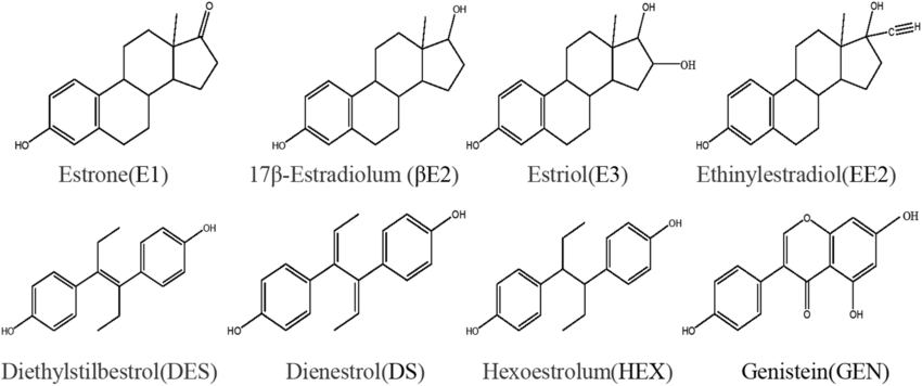 photo d'oestrogènes dessinés en molécules d'estradiol, d'estrone et estriol pour comprendre pourquoi et comment réduire les oestrogènes et leurs dangers