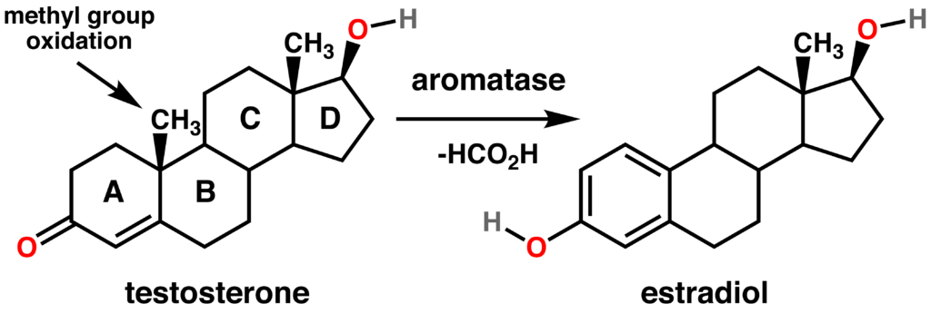 photo de la réaction d'aromatisation avec l'enzyme d'aromatase et comment bloquer et inhiber l'aromatase pour réduire et bloquer les oestrogènes