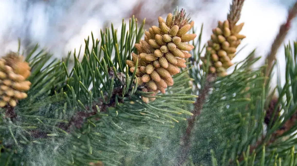 photo de pollen de pin sauvage en poudre pour la musculation et la testostérone. Notre avis est négatif sur le pollen de pin car malgré ses bienfaits il présente des dangers et effets secondaires et n'est pas très efficace