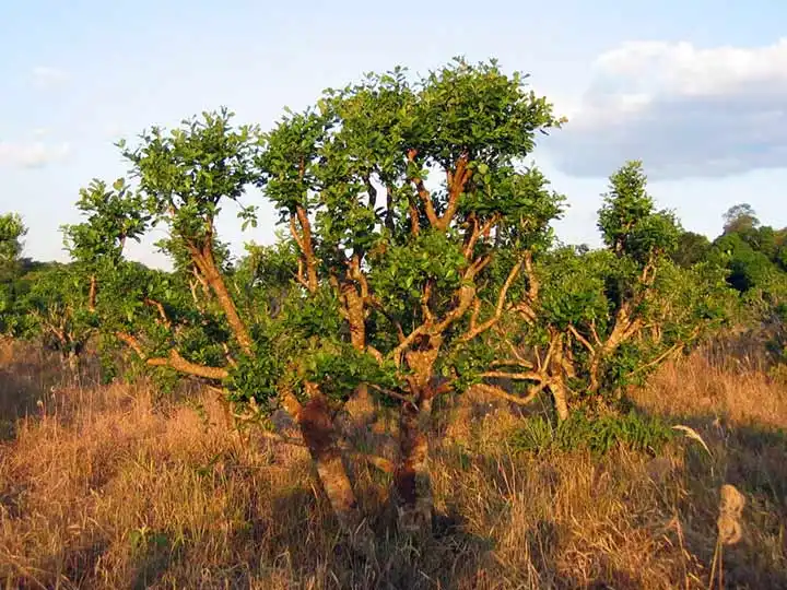 foto del árbol del que se extrae la corteza de yohimbe. Este artbre africano permite hacer yohimbe con sus beneficios y sin peligro, muchas opiniones positivas sobre el yohimbe
