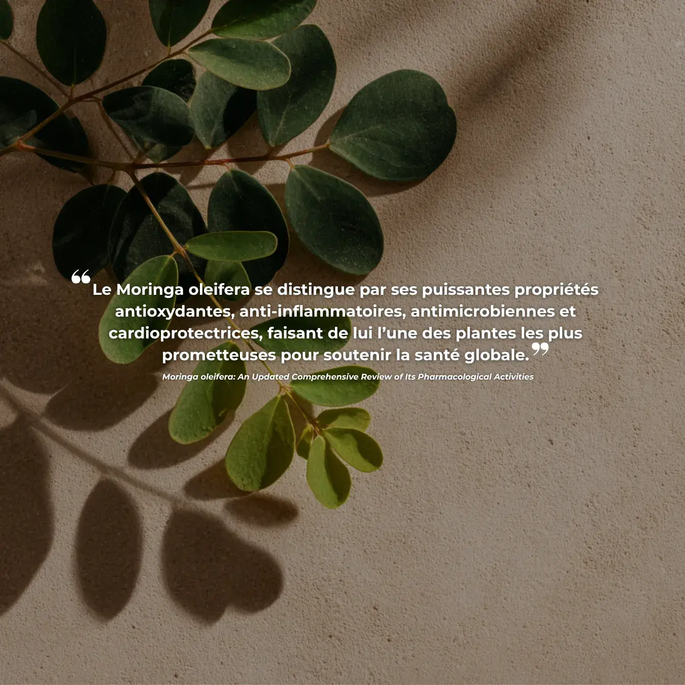 Moringa oleifera – Image 2