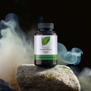 Chaga de qualité au meilleur rapport qualité prix chez Nutriforce