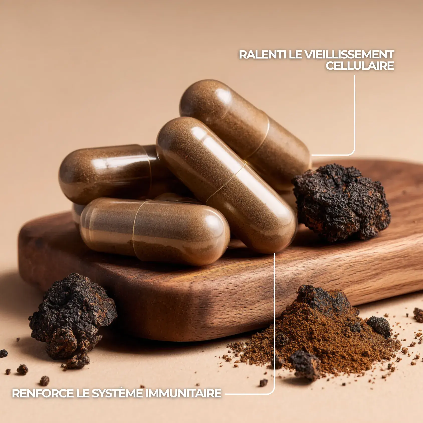 Chaga pour ralentir le vieillissement des célules et protéger le système immunitaire