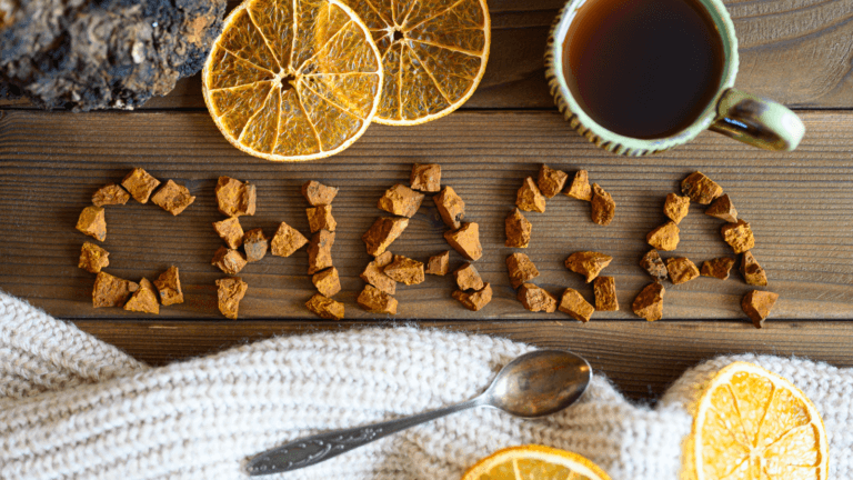 Le Chaga : un champignon aux nombreux bienfaits, notre avis