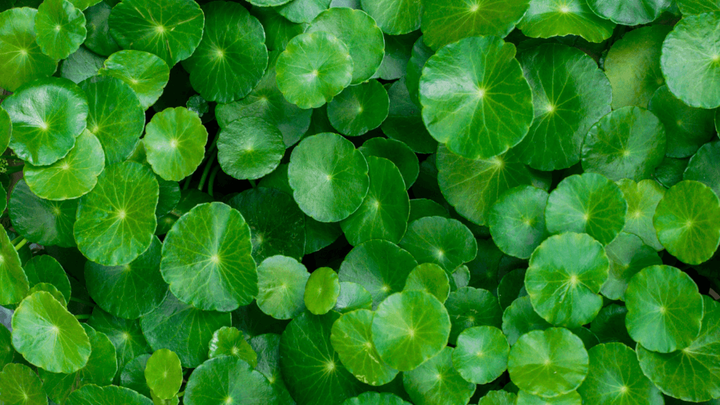 centella asiatica et ses bienfaits sur la peau les cheveux et le cerveau