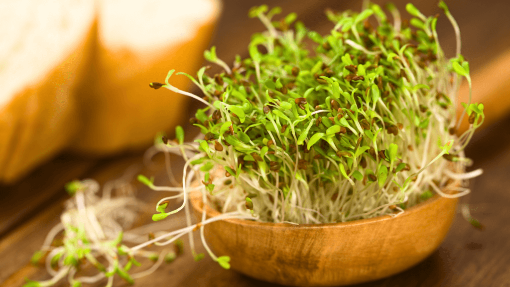 les graines d'alfalfa qui possèdent de nombreux bienfaits