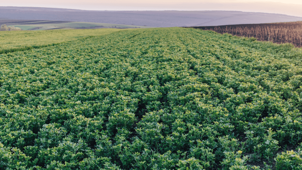 l'alfalfa de qualité chez nutriforce