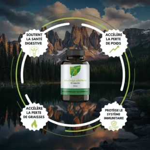 bienfaits Moringa oleifera