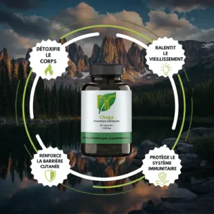 bienfaits chaga