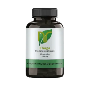Chaga en gélules et capsules, issue du champignon Inonotus obliquus