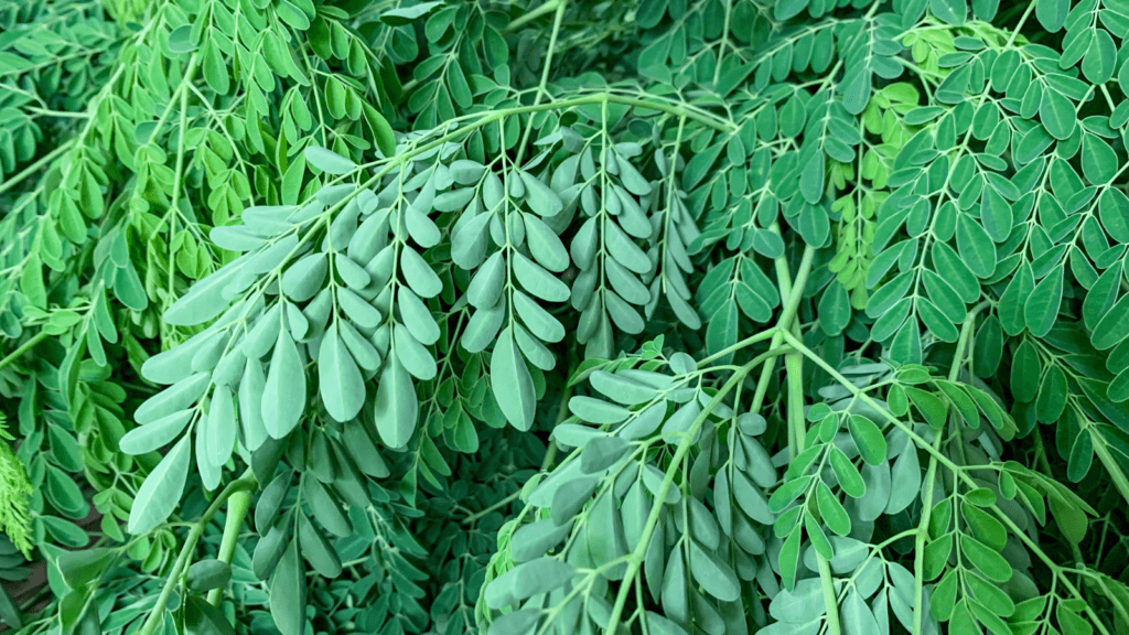 l'arbre Moringa Oleifera sans effets secondaires 