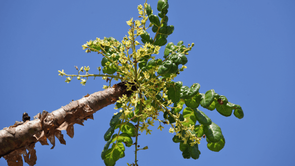 arbre à encens appelle boswellia serrata et la perte de poids