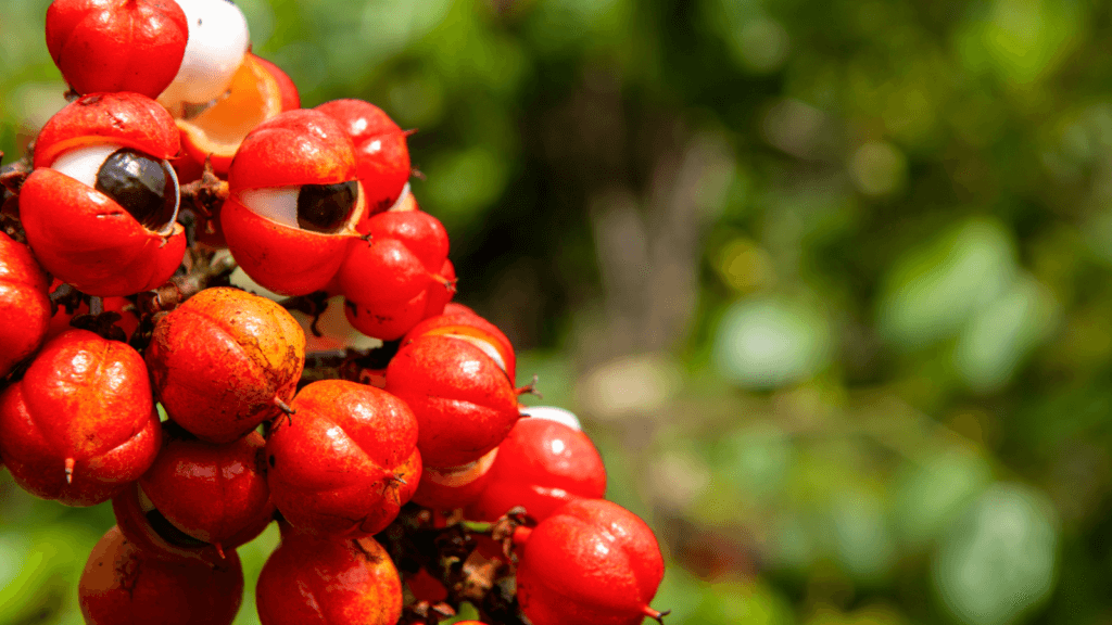 le guarana et ses nombreux bienfaits sur la santé comme stimulant et perte de poids