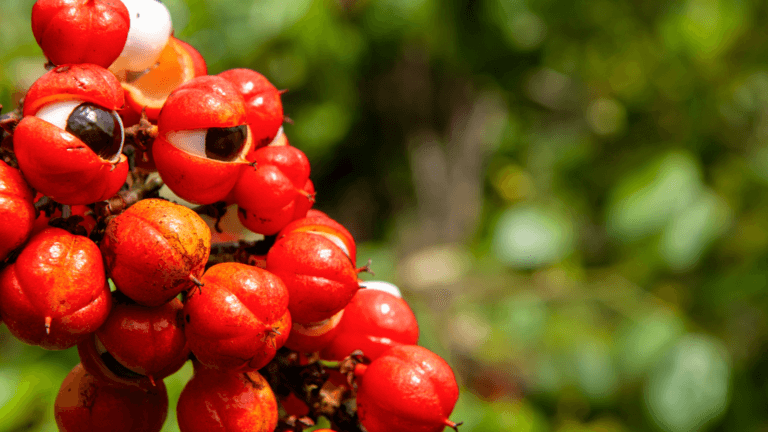 Guarana : bienfaits, effets, dosage et avis complet