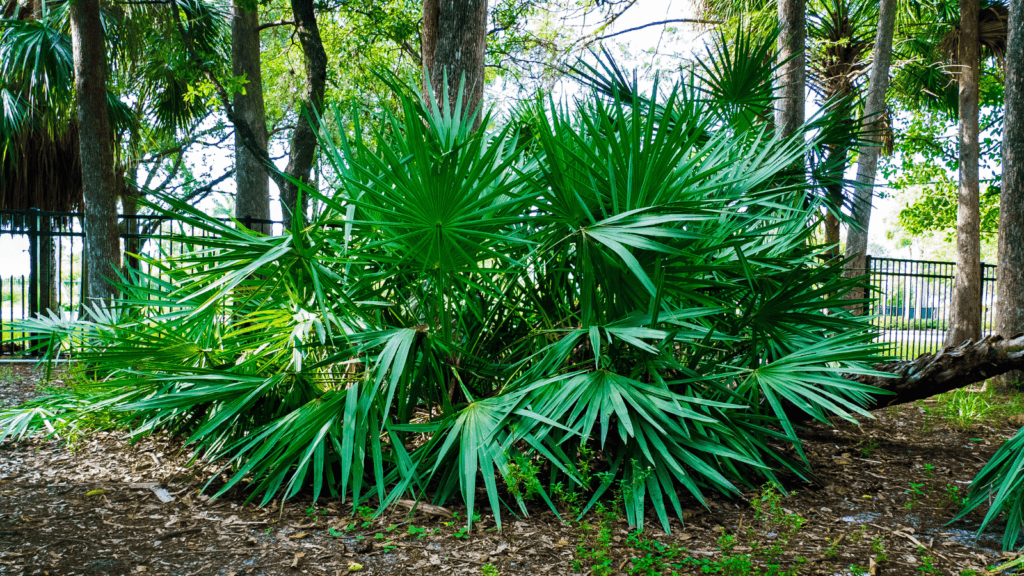 saw palmetto et ses bienfaits sur la testostérone et la prostate avec la santé capillaire