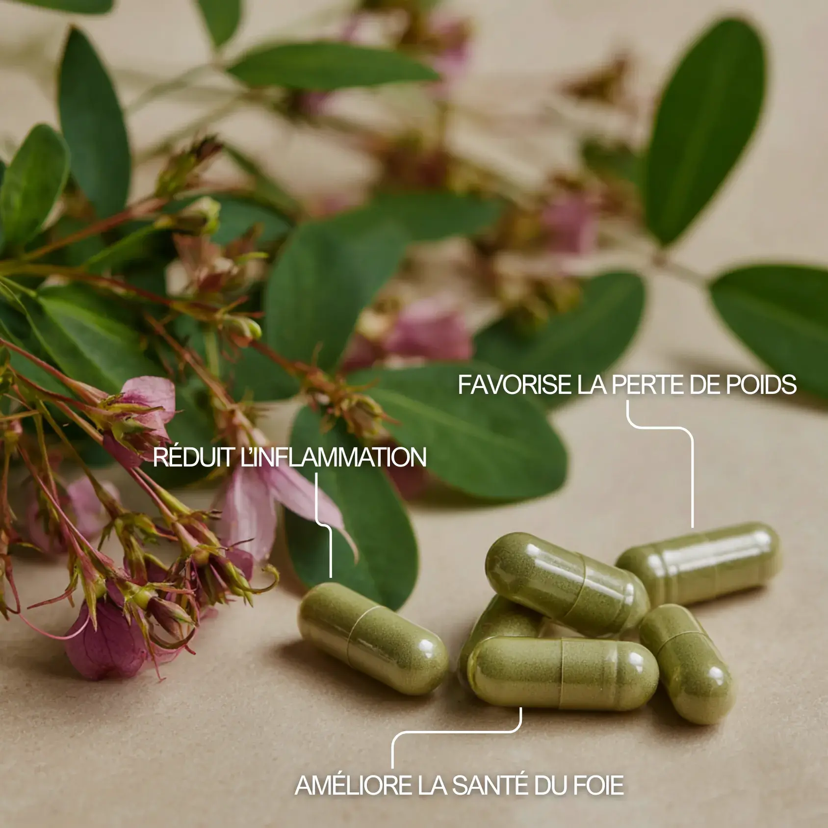 Desmodium en gélules pour améliorer la santé du foie et aider pour la perte de poids