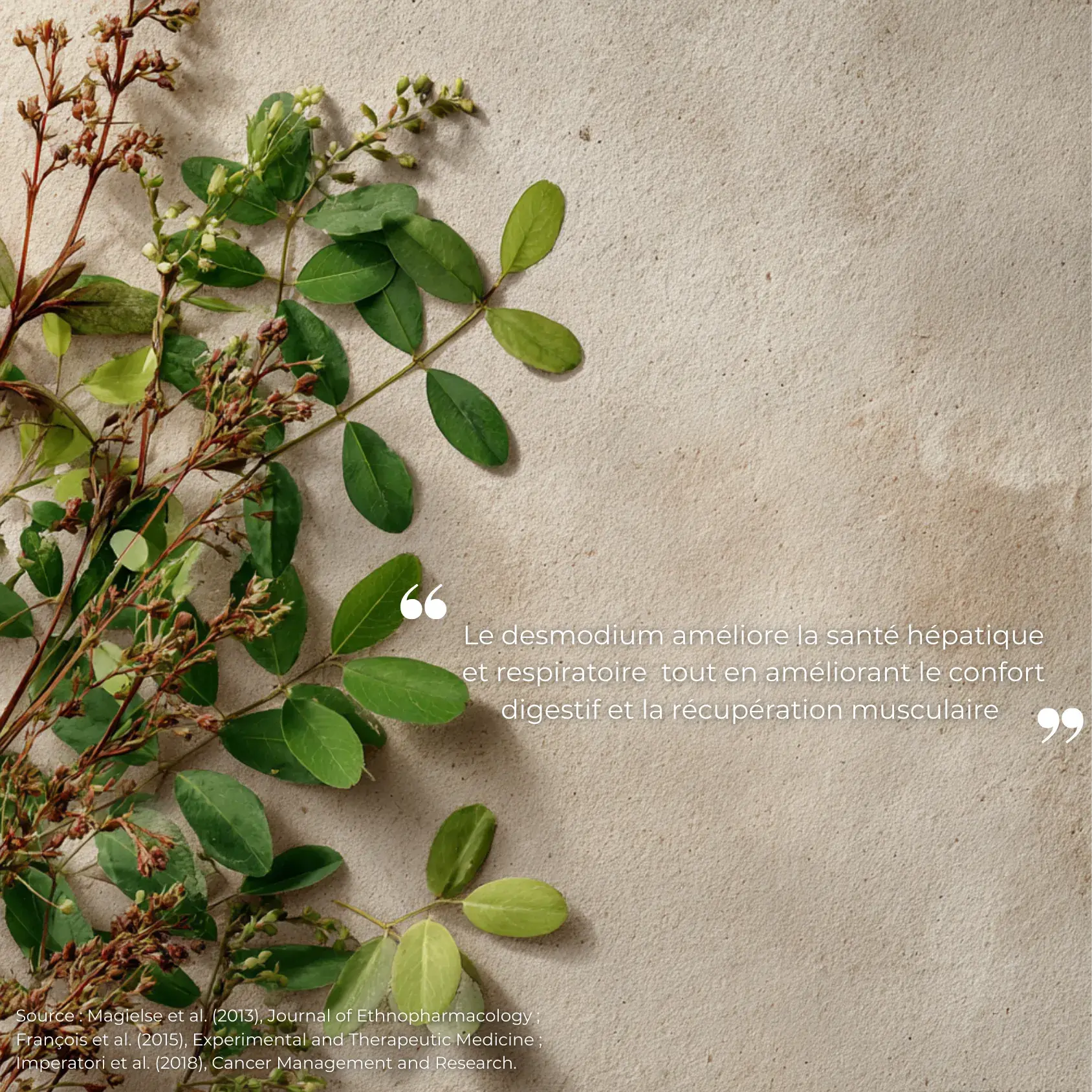 Étude clinique réalisée par Nutriforce sur le desmodium