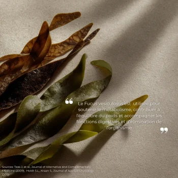 Étude clinique réalisée par Nutriforce sur le fucus vesiculosus