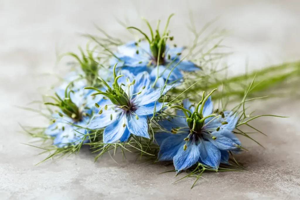fleur de nigelle
