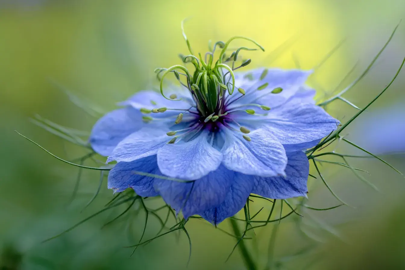 huile de nigelle peau