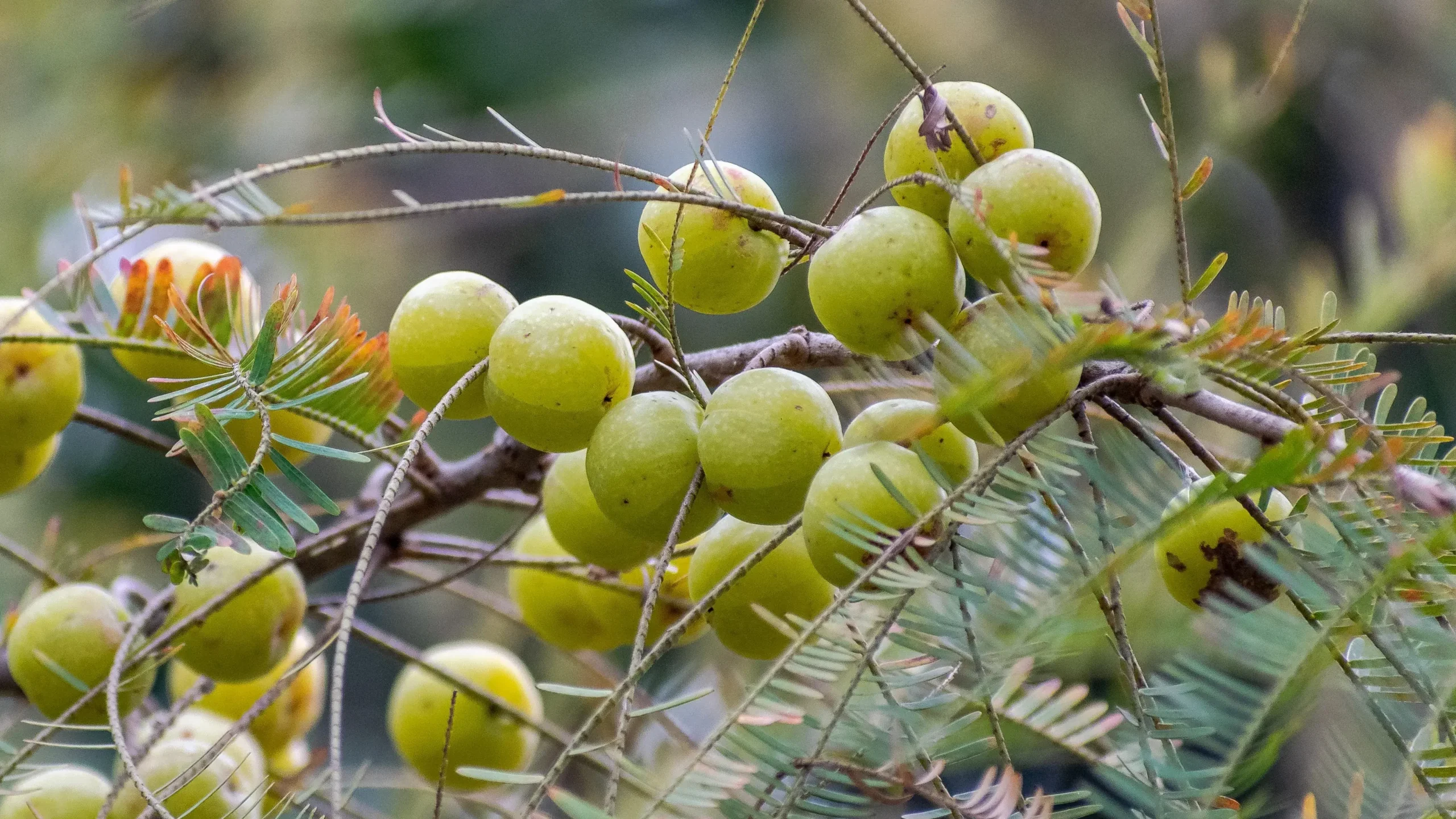 fruit amla